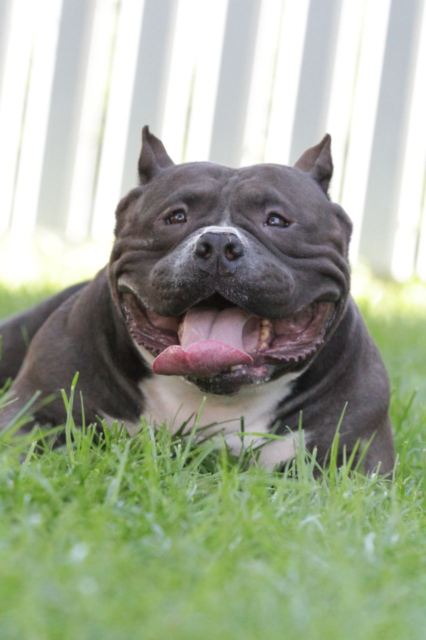 COLOR BOMB BULLIES MORTICIA — Night Drakula Kennel